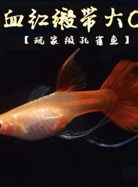 精品血红孔雀鱼大背纯正美国全红白子红眼大C粗C缎带活体鱼苗鱼缸