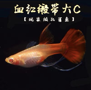 精品血红孔雀鱼大背纯正美国全红白子红眼大C粗C缎带活体鱼苗鱼缸