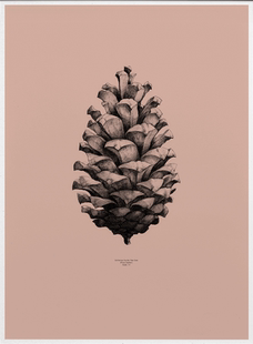 装 粉色 Cone Komodo pink Green Pine 饰画 北欧风海报 现货