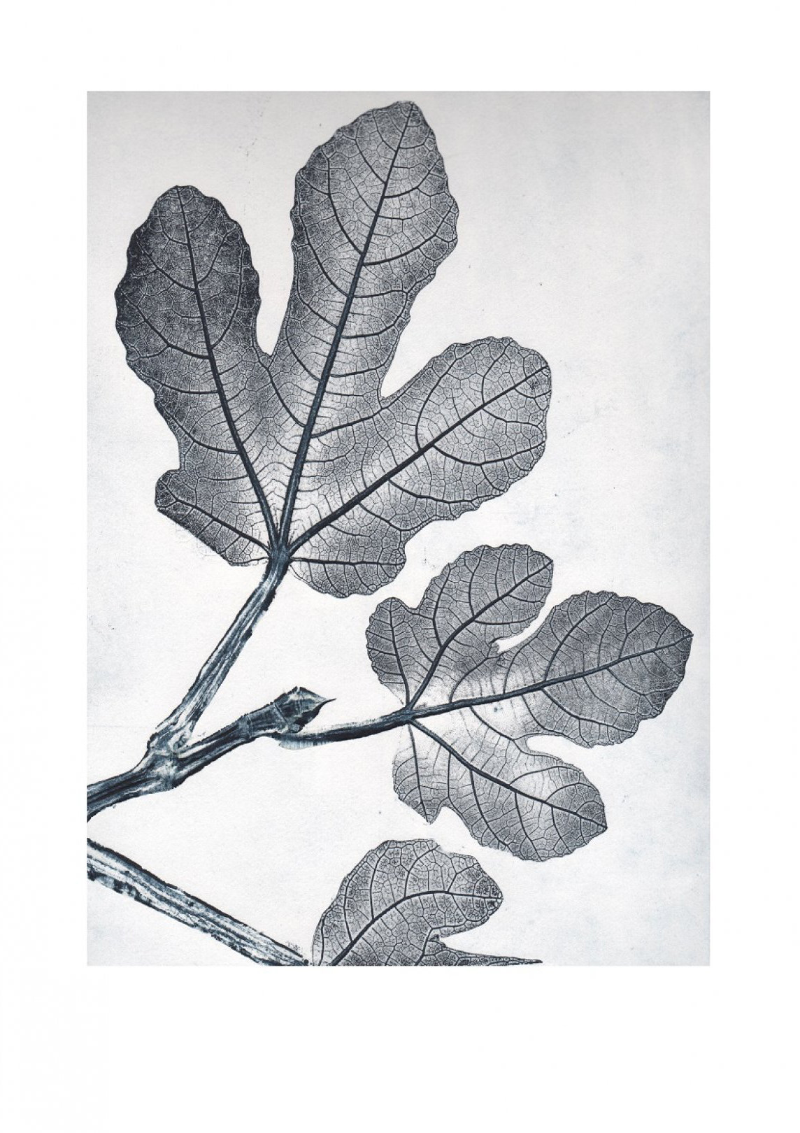 B[现货]Fig bluegrey 无花果 /北欧风海报/装饰画/植物限量版画