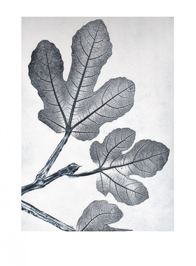 B[现货]Fig bluegrey 无花果 /北欧风海报/装饰画/植物限量版画