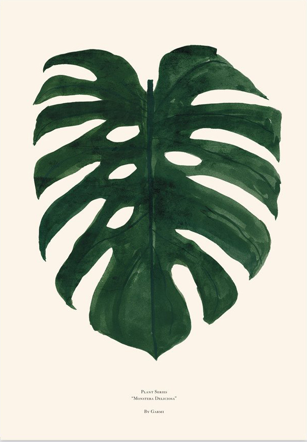 B[现货]MONSTERA DELICIOSA龟背叶海报/北欧风海报/植物By Garmi