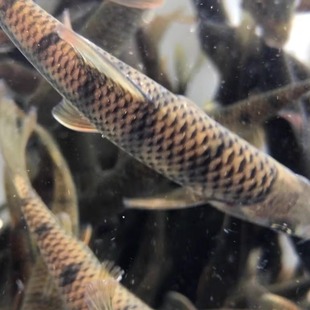 农村石斑鱼鲜活 野外 淡水新鲜山坑鱼光唇鱼冷水鱼原生大条溪石斑