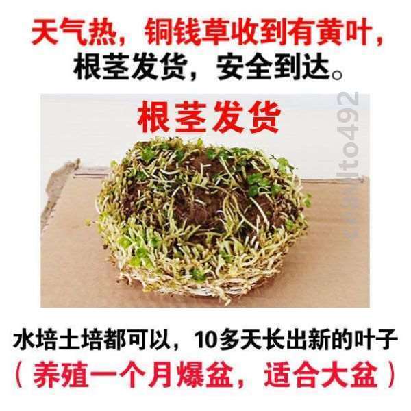 房间花器庭院简约室内大号创意绿植金钱草水培招财养植好养植物-封面