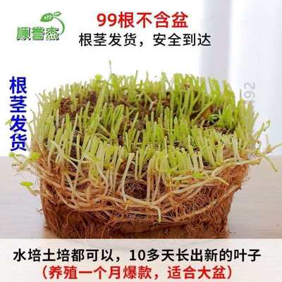 养植碗莲植水培大室内草小绿号水养招财摆件花盆铜钱植物卧室花器