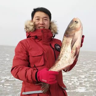 淡水鱼冷水鱼胖头鱼鳙鱼鲢鱼5-30斤礼盒查干湖小镇发货包邮