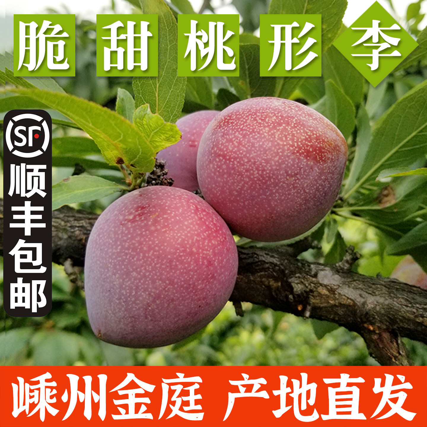 正宗嵊州金庭桃形李子新鲜水果浙江脱骨红心三华李5斤脆甜桃型李