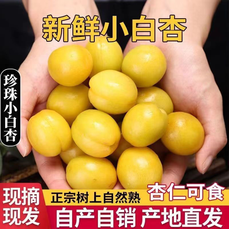 山东珍珠油杏小白杏5斤杏子新鲜水果包邮现摘甜杏仁非新疆小白杏