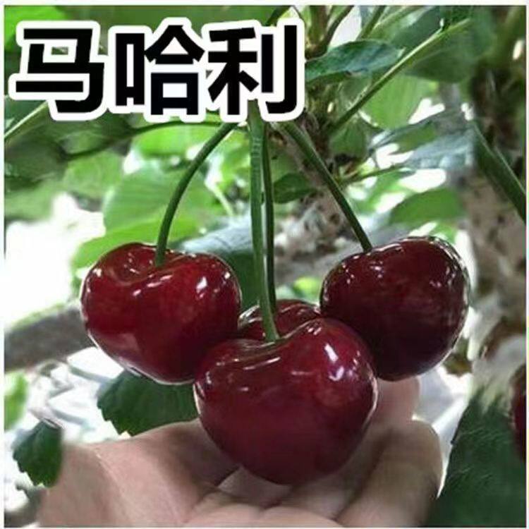 特大果马哈利樱桃树苗嫁接新品种脆甜当年结果南北方种植盆栽地栽