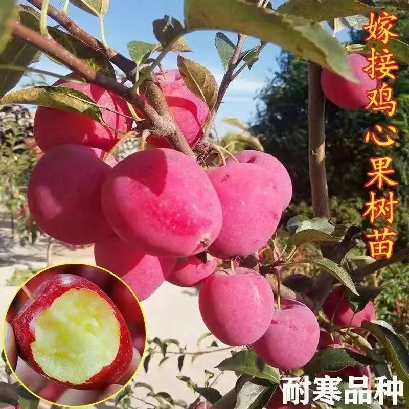 嫁接鸡心果苖耐寒抗冻正宗鸡心苹果树苖脆甜南方北方种植当年结果 鲜花速递/花卉仿真/绿植园艺 果树 原图主图