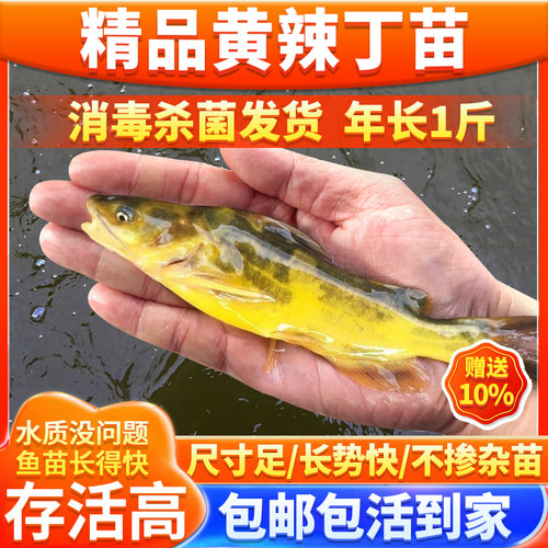 黄辣丁淡水养殖鱼苗送防损苗
