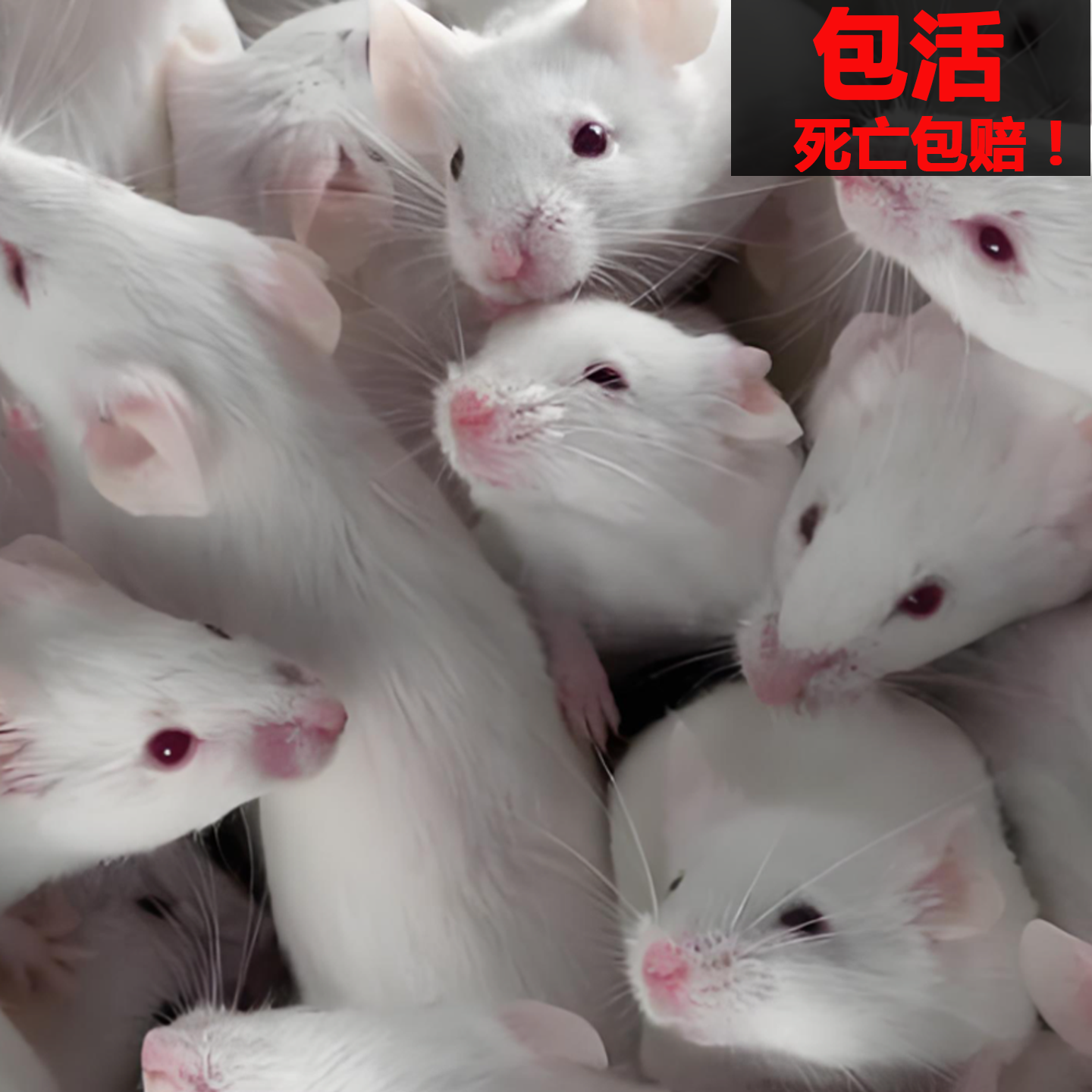 顺丰包活实验专用无菌SD大白鼠小老鼠巨型耗子成体解剖活宠物蛇吃