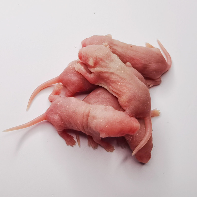 冷冻小白鼠宠物蛇乳鼠喂猫红皮活的泡酒冰冻老鼠仔幼崽喂蛇吃冻干