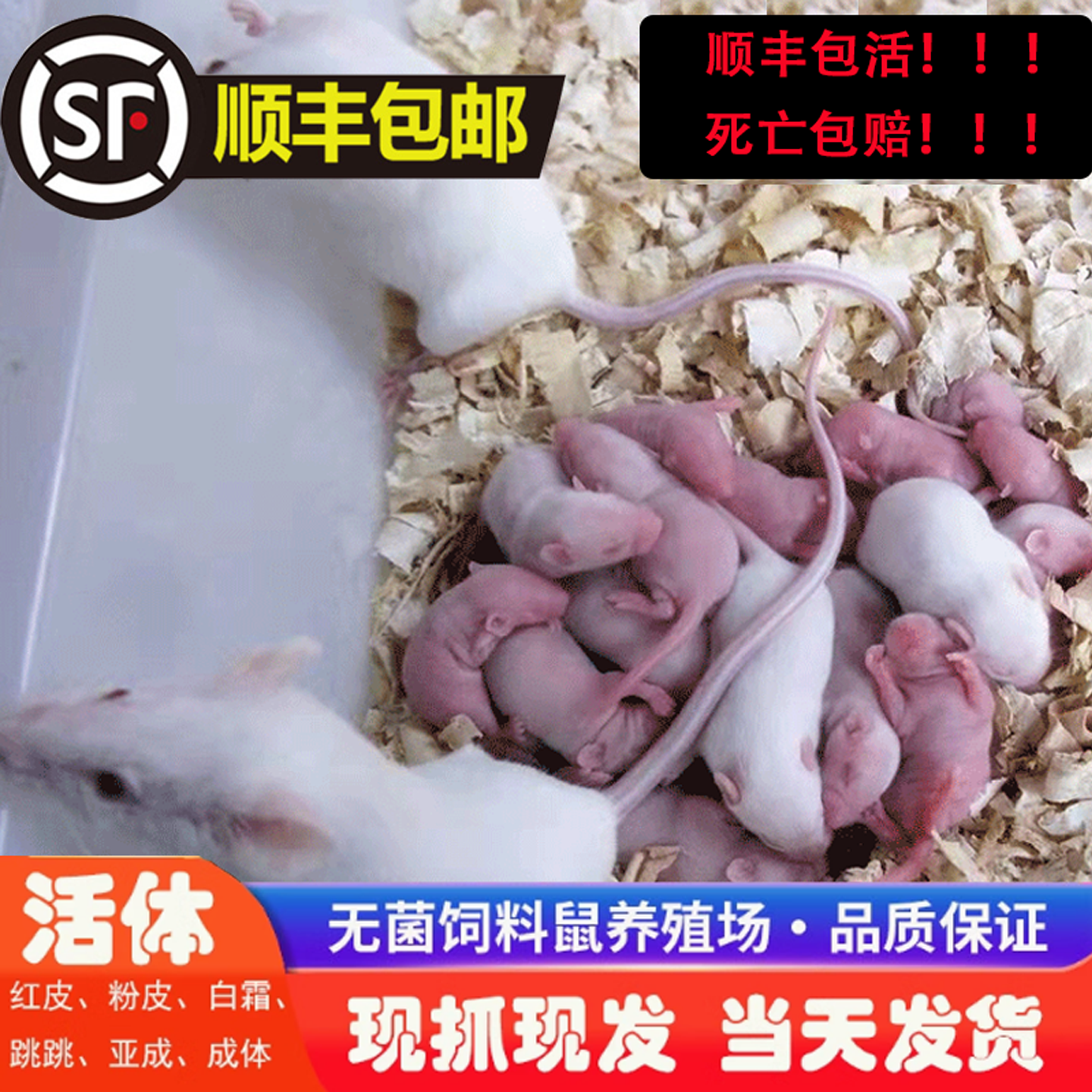 顺丰包活鲜活无菌乳鼠