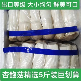 现摘新鲜杏鲍菇小杏鲍菇嫩芽火锅烧烤煲汤菌菇农产品时令蔬菜