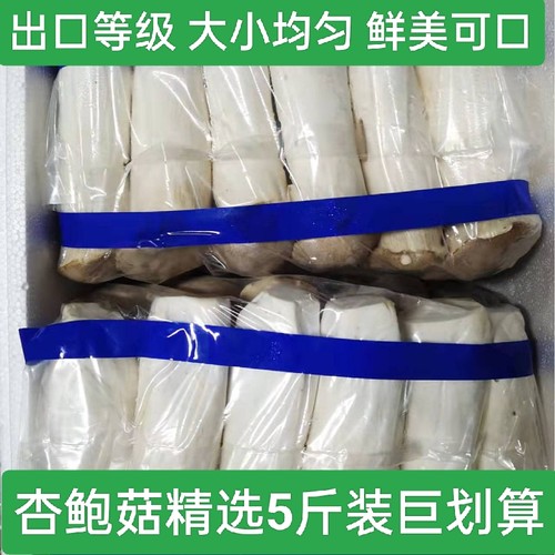 现摘新鲜杏鲍杏鲍菇现摘原生态