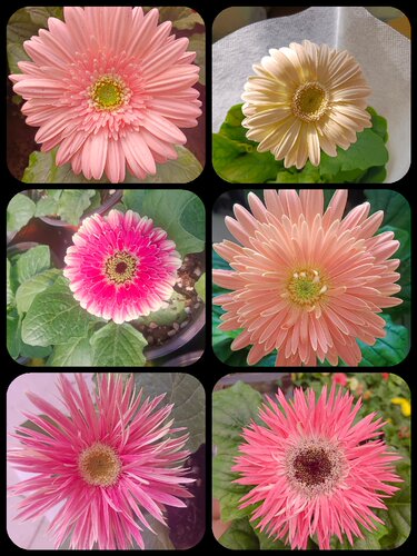 开花时间长多年生室内室内四季