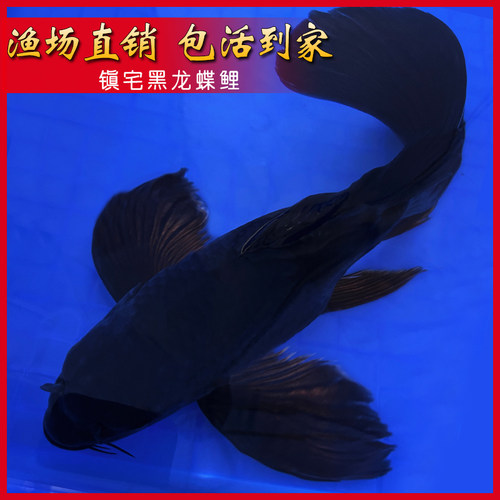 庄汇锦鲤黑蝴蝶鲤大鳍大尾
