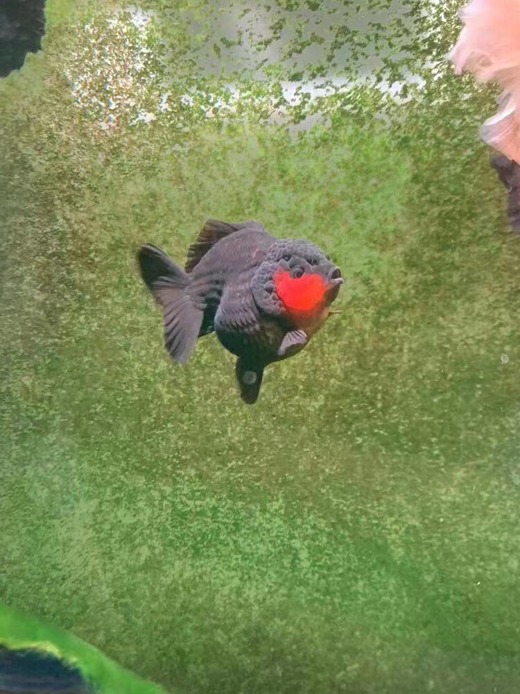 精品活体金鱼三色玛丽元宝泰狮短尾黑白泰狮珍珠兰寿包活包邮