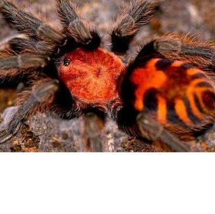 另类宠物 哥斯达黎加老虎尾2 3cm巨形宠物毛蜘蛛活体异宠个性