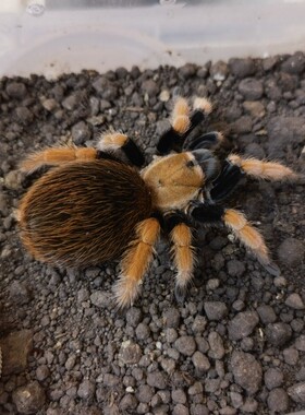 推荐温顺好养APH墨西哥血脚0.5厘米 学名Aphonopelma bicoloratum