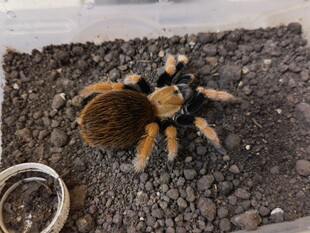 bicoloratum 学名Aphonopelma 推荐 温顺好养APH墨西哥血脚0.5厘米