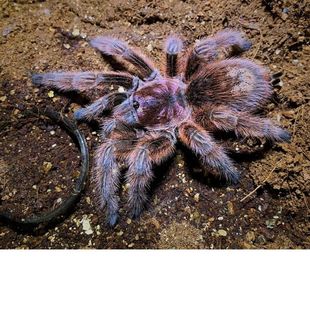 智利火玫瑰1-4cm 新手蜘蛛 小朋友礼物 不踢毛蜘蛛 可上手