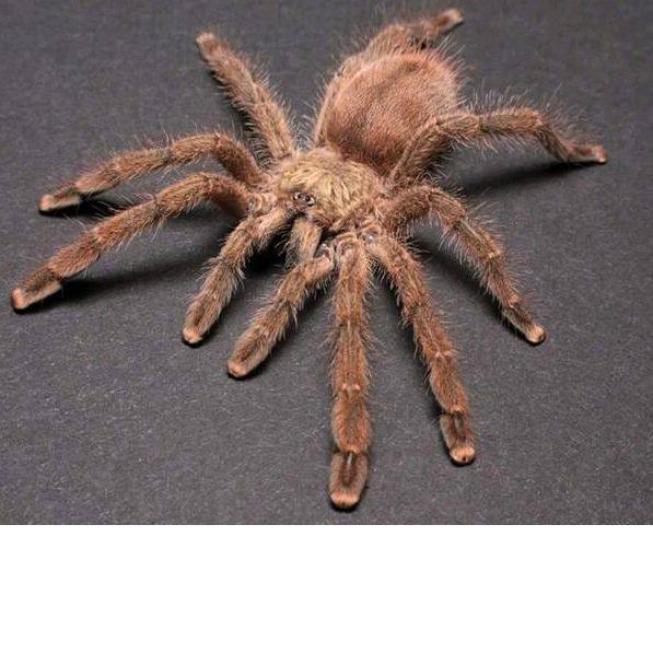 波多黎各金粉趾1-3cm 好看好养温顺金色蜘蛛