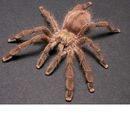 波多黎各金粉趾1 好看好养温顺金色蜘蛛 3cm