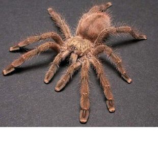 波多黎各金粉趾1 好看好养温顺金色蜘蛛 3cm