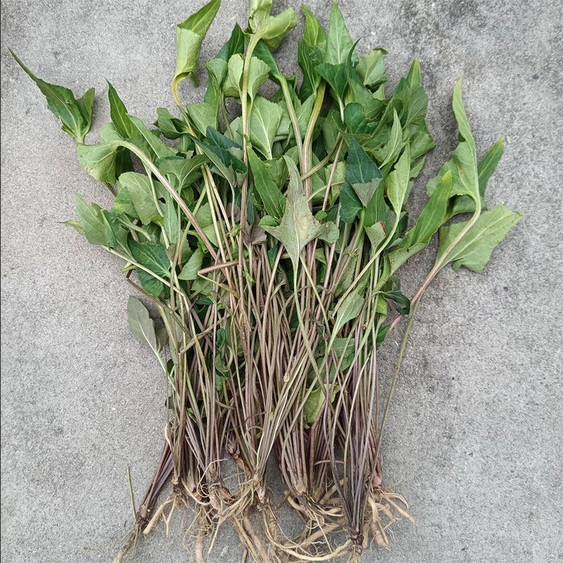 紫丁草梨头草现挖现发新鲜紫花地丁自然生长手工采摘太阳晒干干货
