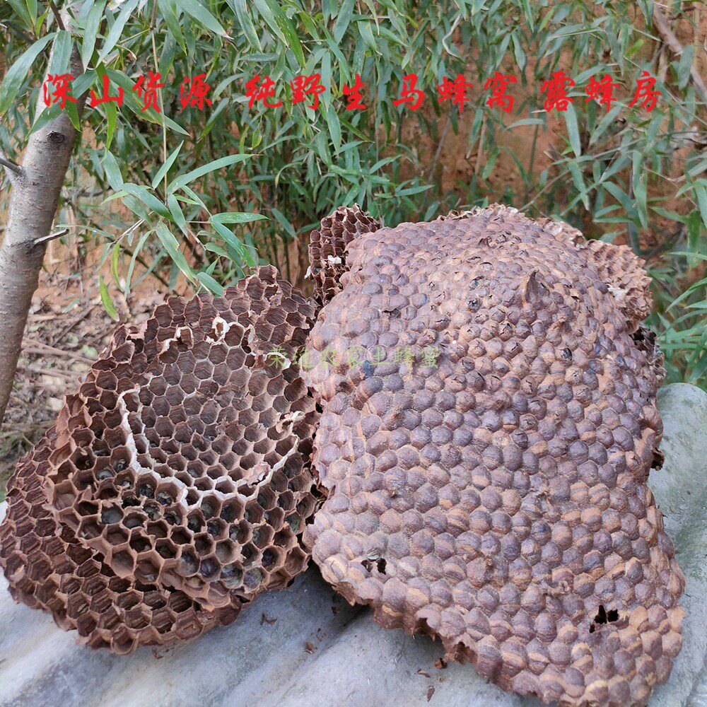 野生马蜂窝 野蜂窝 露蜂房 大黄蜂窝 胡蜂蜂房 中药材干马蜂巢