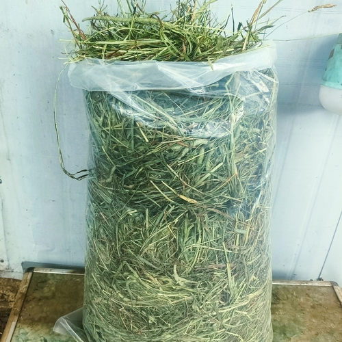 (五斤装)二茬晒干提摩西草兔子龙猫荷兰猪羊驼动物干草饲料包邮