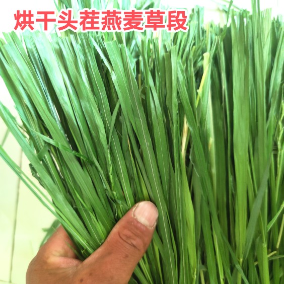 新烘干燕麥草干草兔子龍貓荷蘭豬