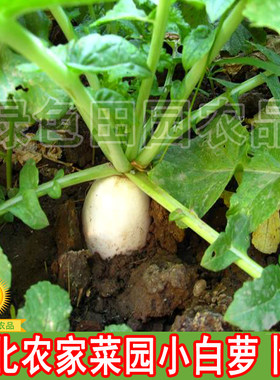 东北农家菜园小白萝卜籽 散装精选 细长型腌菜 小白萝卜籽20克
