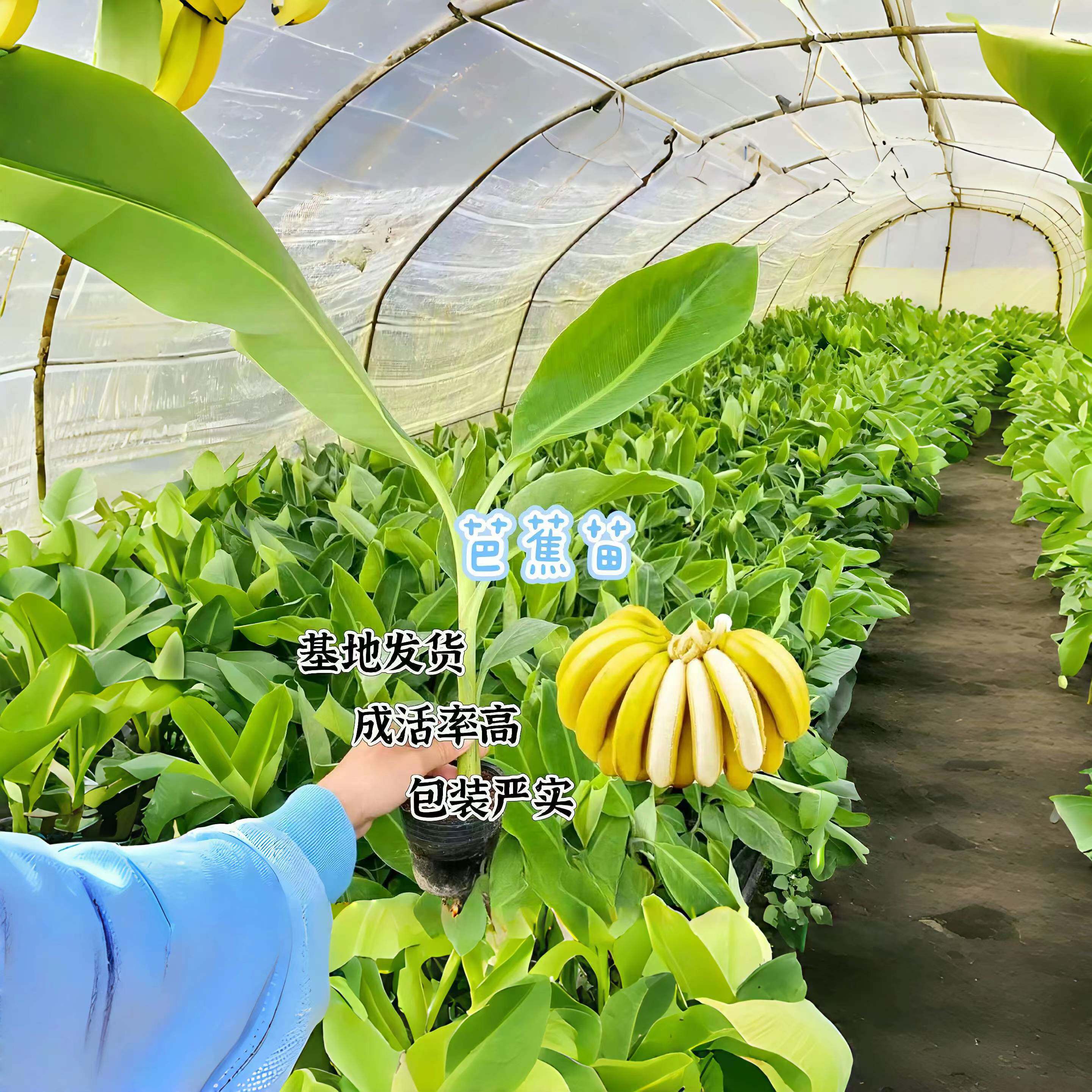 香蕉粉蕉红香蕉苗小米苹果蕉苗矮化蕉苗皇帝蕉果树苗
