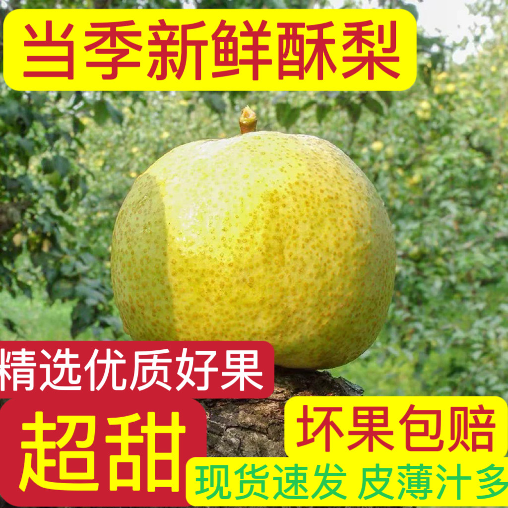 宁陵金顶谢花酥梨新鲜水果皮薄汁多脆甜可口10斤惊爆价现摘包邮