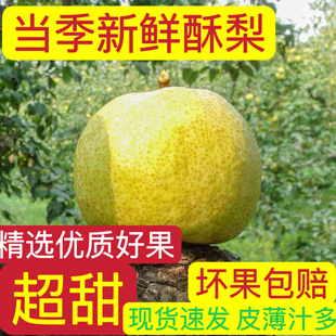 宁陵金顶谢花酥梨新鲜水果皮薄汁多脆甜可口10斤惊爆价现摘包邮