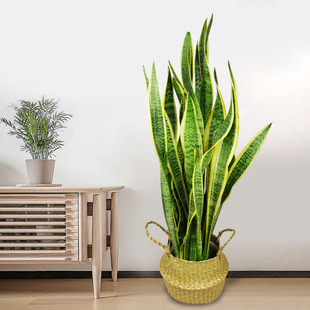 武汉大虎皮兰盆栽耐旱植物室内客厅除甲醛绿植办公室新房净化空气