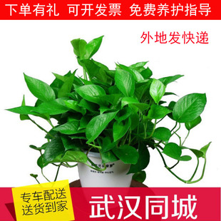 新房长藤绿萝盆栽室内客厅绿植花卉家用净化空气植物吊兰武汉送货