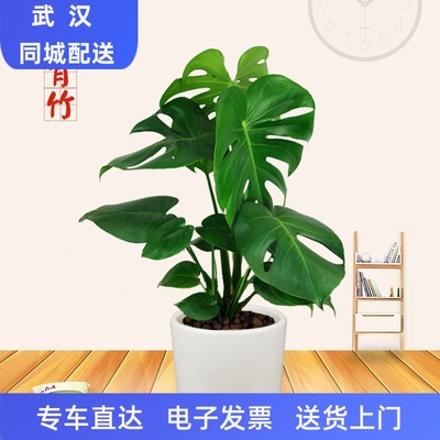 武汉同城龟背竹盆栽室内新房植物