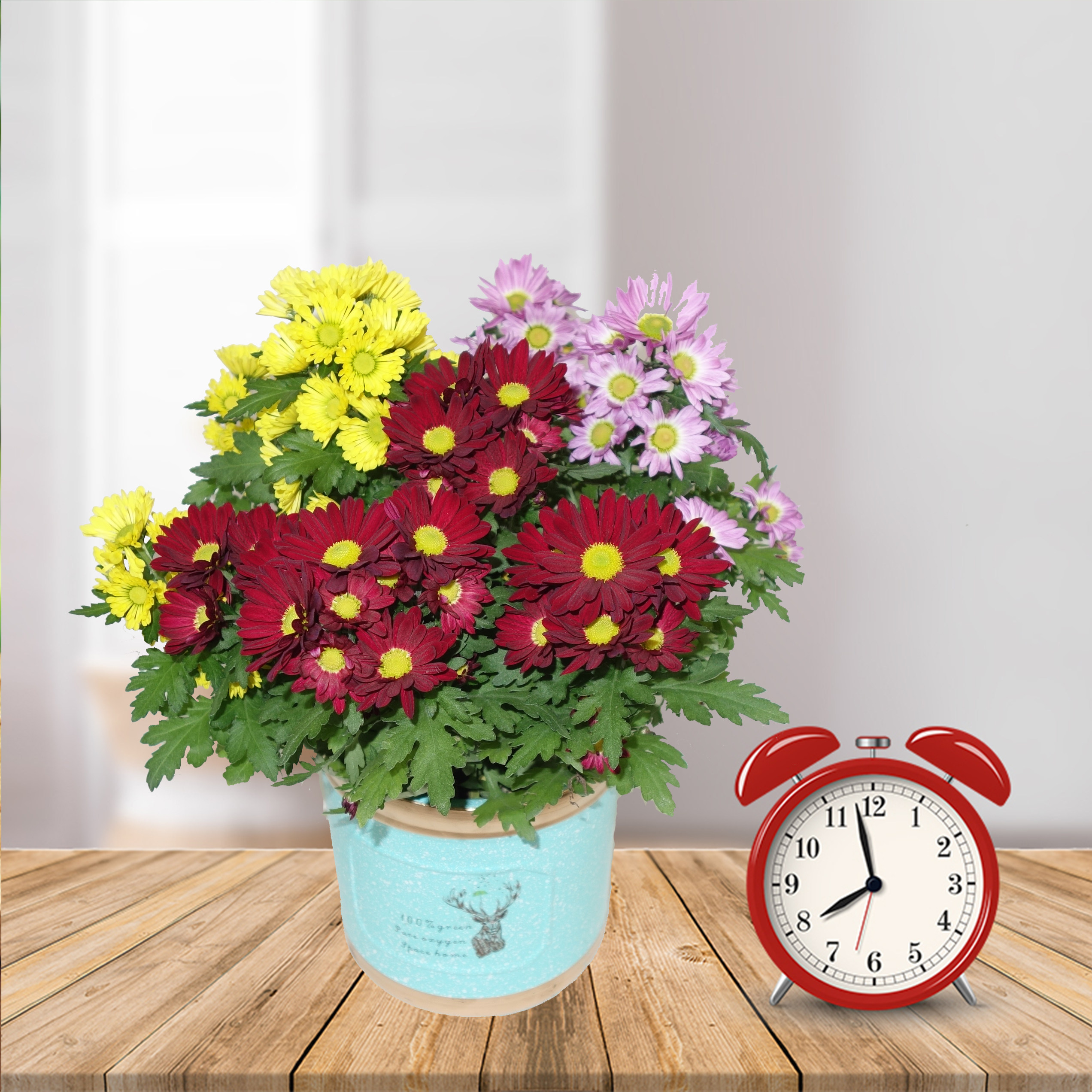 武汉同城冬季耐寒四季大荷兰乒乓菊花带花苞盆栽室内庭院阳台花卉