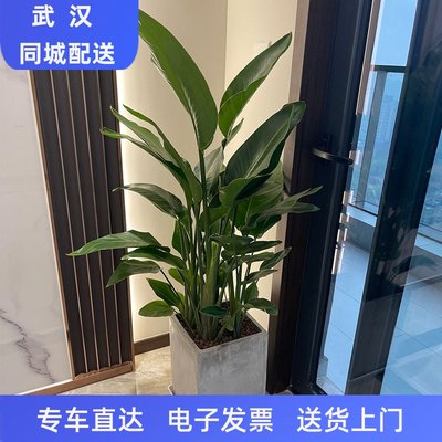 绿植北欧网红鹤望兰会议室盆栽