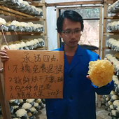 福建银耳干货古田白木耳无硫新鲜特产优质无硫500g出胶银耳糯雪耳