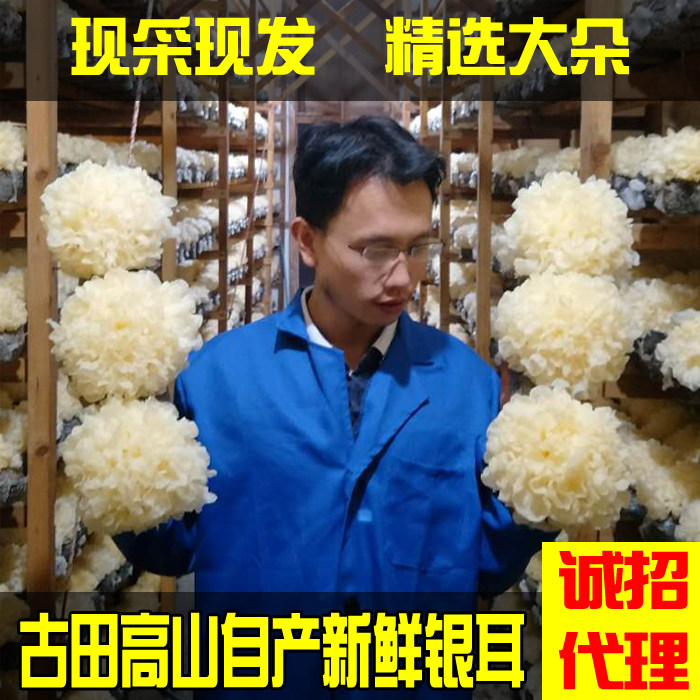 福建古田新鲜银耳活鲜雪耳鲜无硫白木耳生盒装一朵带菌棒非干货