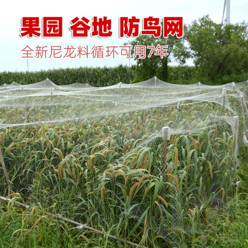 果园防鸟网果树葡萄尼龙网樱桃树抗氧化白色罩保护网眼棕丝网神器