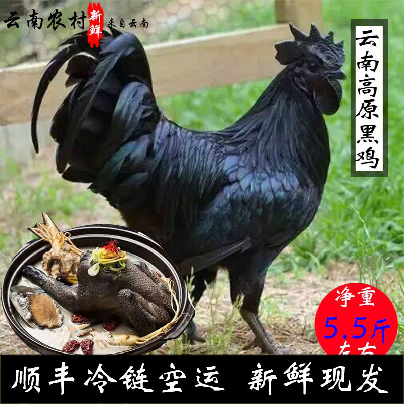 土鸡 云南特产 农家散养土鸡 黑肉鸡 乌骨老母鸡 月子鸡 空运包邮