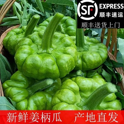 姜柄瓜 嫩南瓜 新鲜南瓜 云南特产新鲜蔬菜小麦瓜甜瓜 小绿瓜