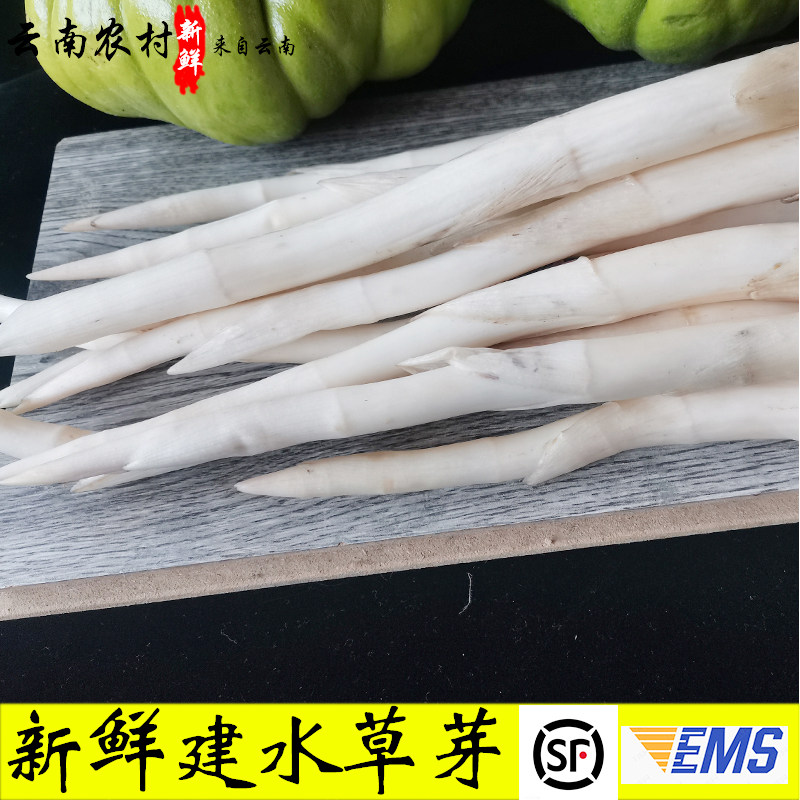 草芽云南建水特产草芽象牙新鲜蔬菜舌尖上的美食顺丰冷链空运包邮
