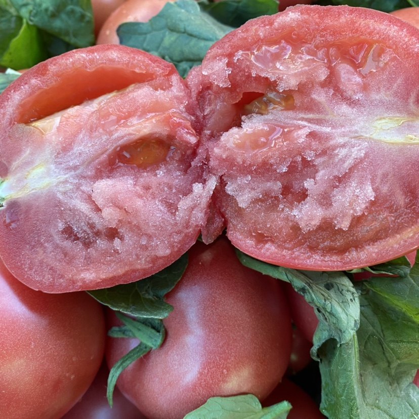 云南沙瓤西红柿子新鲜自然熟露天生吃大番茄孕妇水果蔬菜现摘现发,水产肉类/新鲜蔬果/熟食,番茄,淘宝优惠券,粉丝福利购,淘宝优惠卷